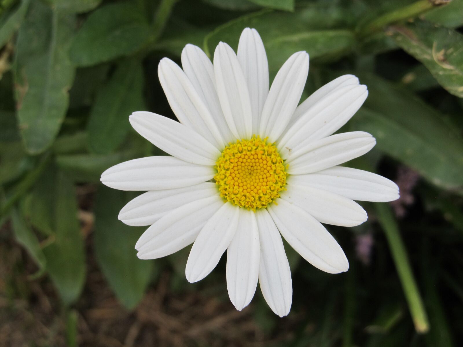 Canon PowerShot SX130 IS sample photo. Daisy, flower, white photography