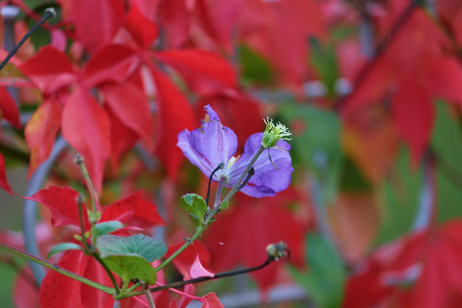 Canon EOS 1100D (EOS Rebel T3 / EOS Kiss X50) sample photo. Clematis, fall foliage, faded photography