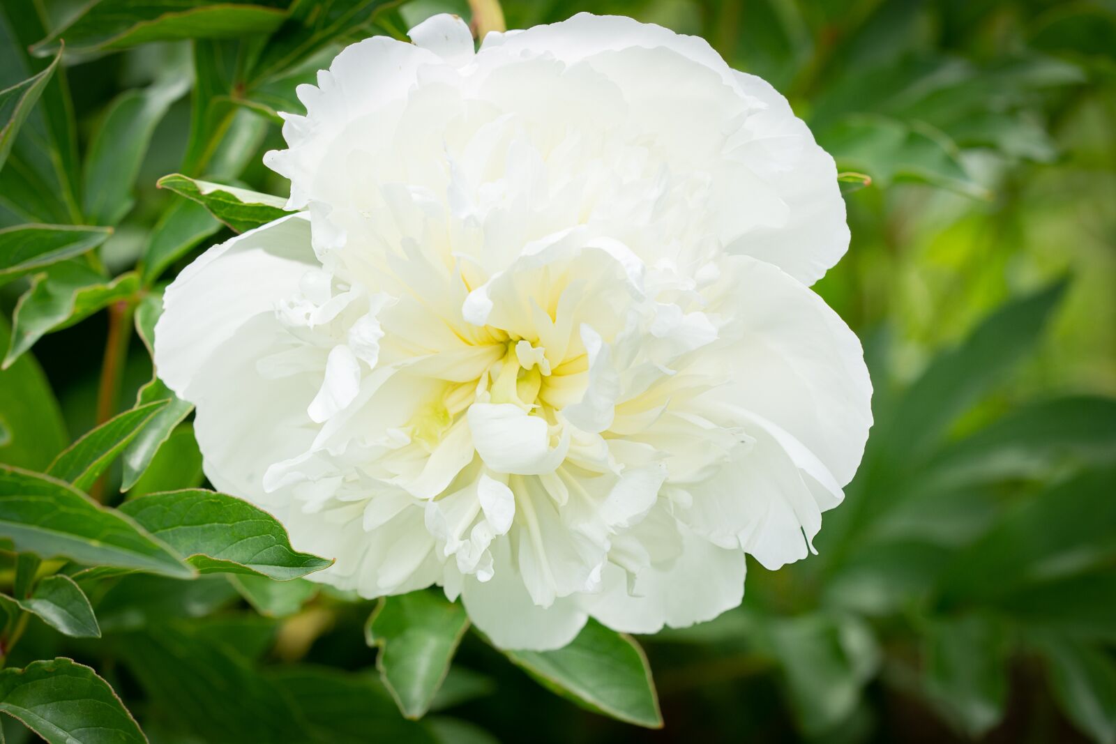 Nikon D7100 sample photo. Peony, white, white peony photography