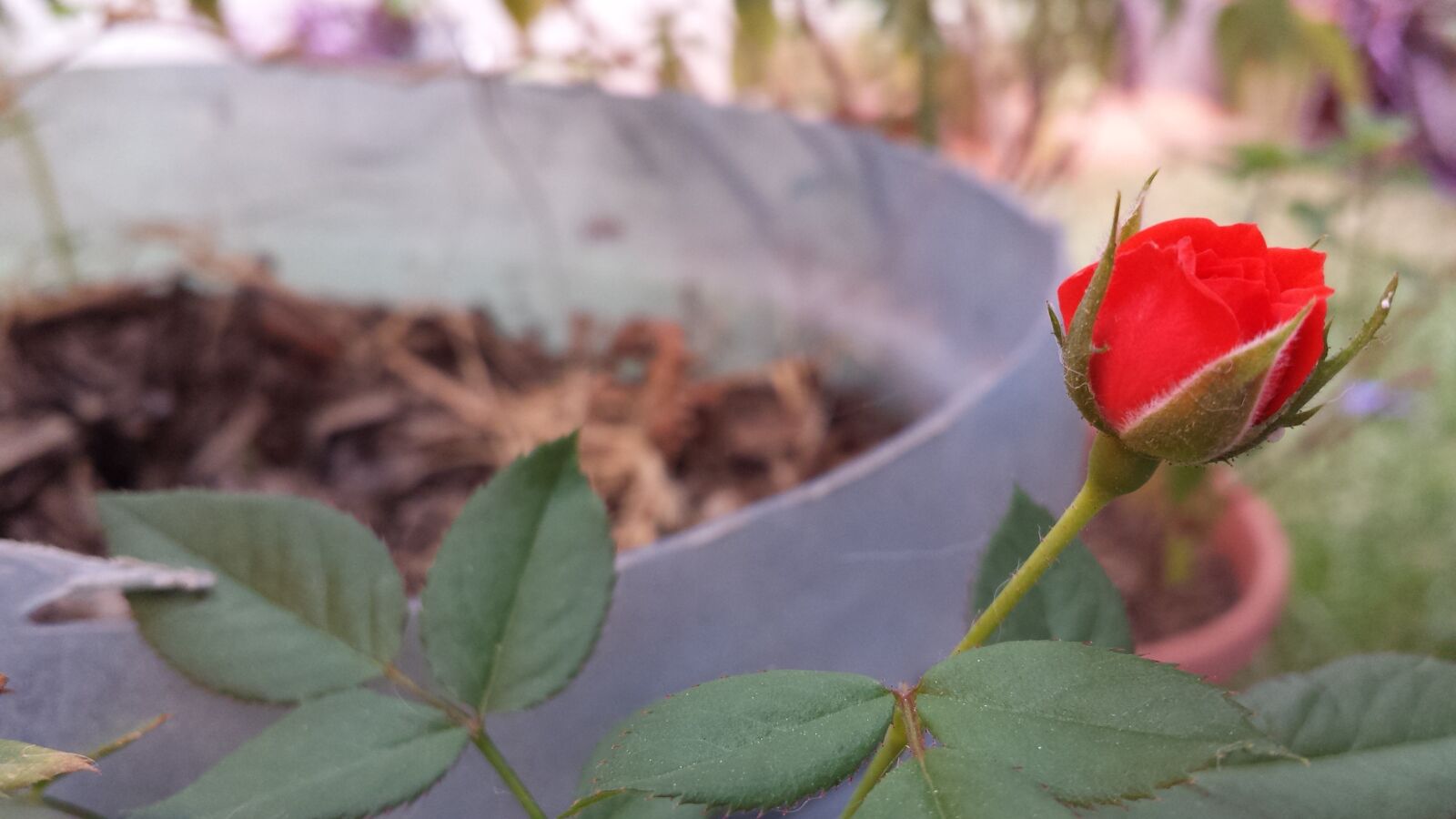 Samsung Galaxy S4 sample photo. Red rose, button, red photography