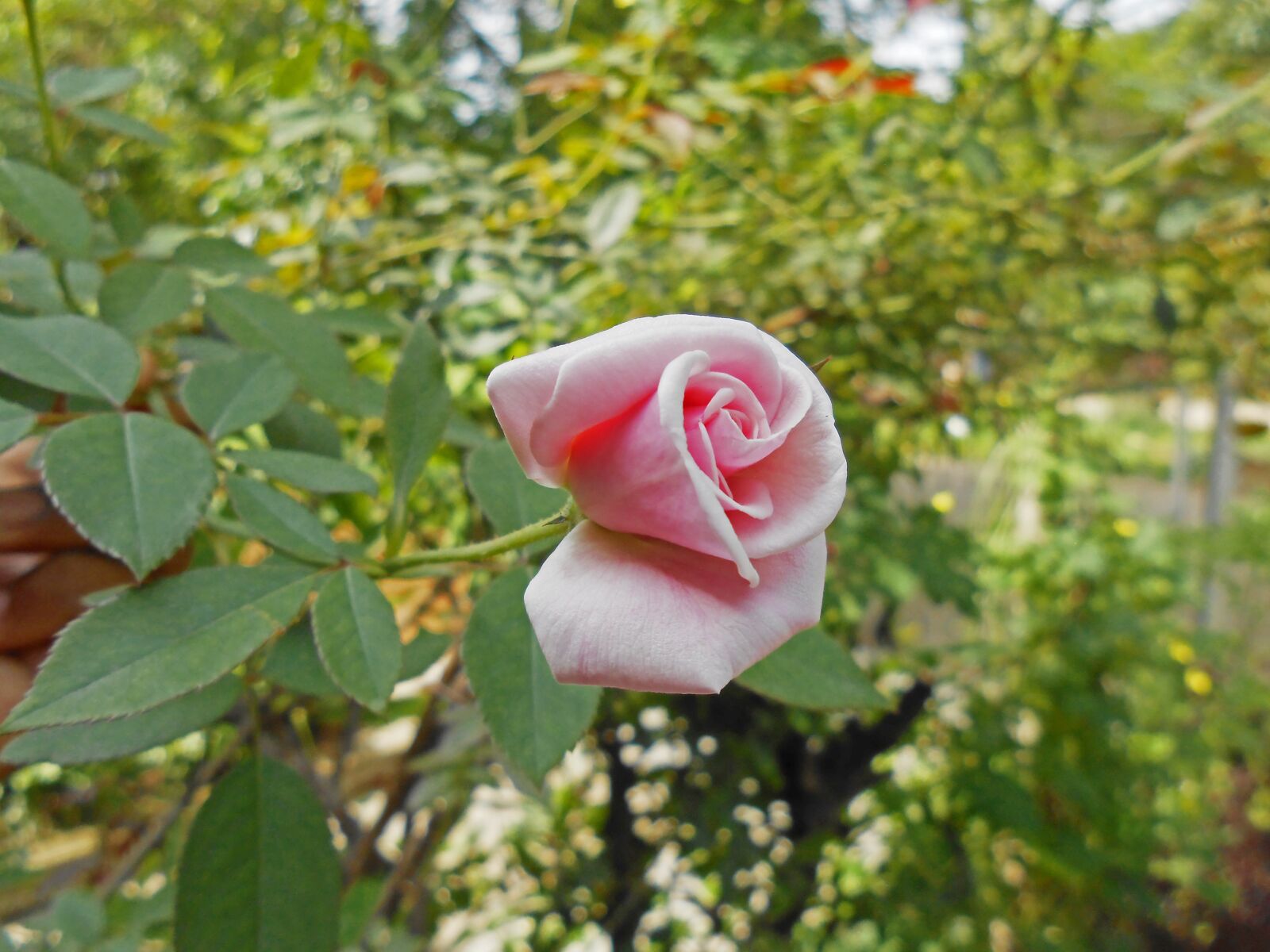 Nikon Coolpix S3300 sample photo. Pink rose, beautiful rose photography