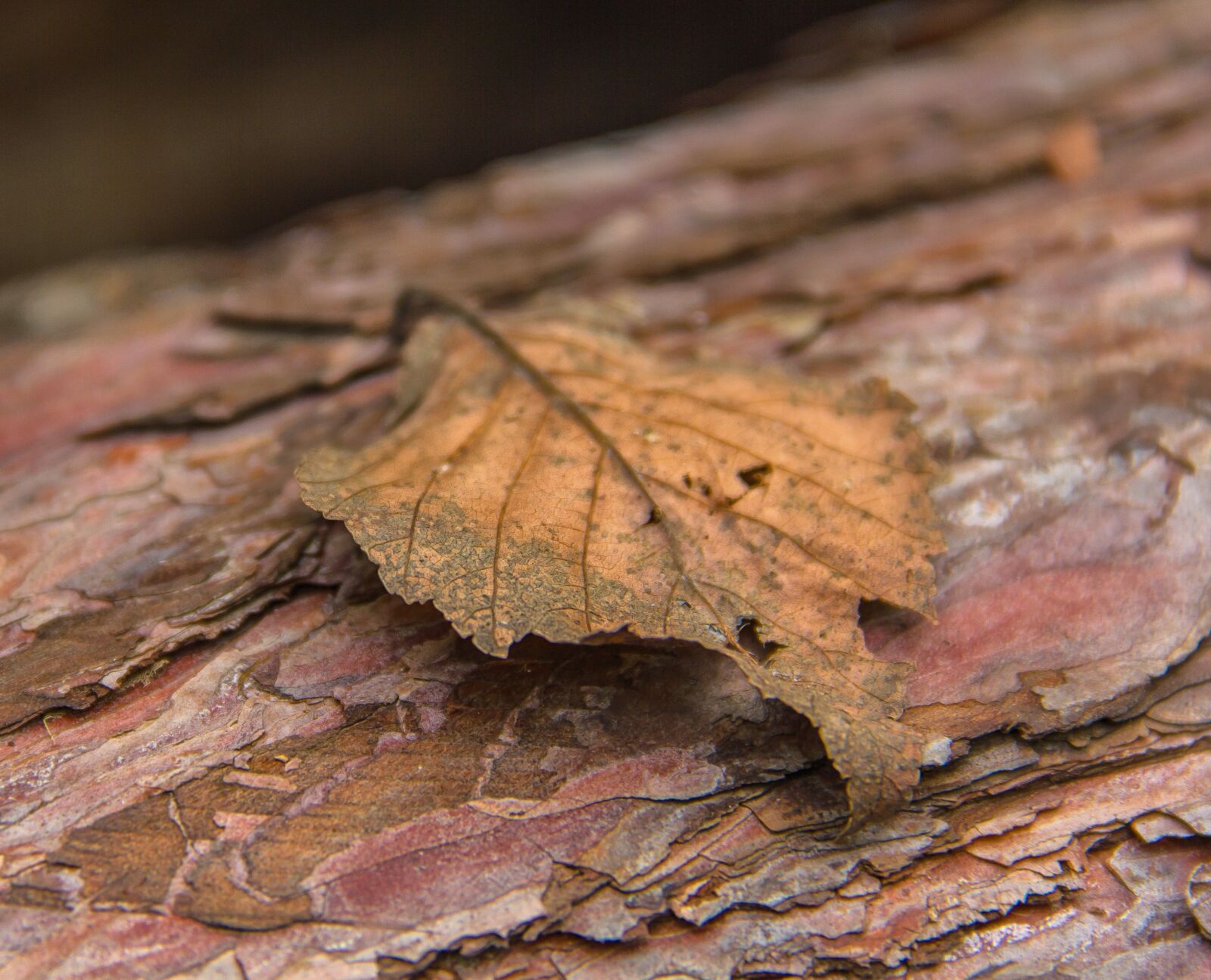 Canon EOS 550D (EOS Rebel T2i / EOS Kiss X4) sample photo. Autumn leaf, leaf, autumn photography