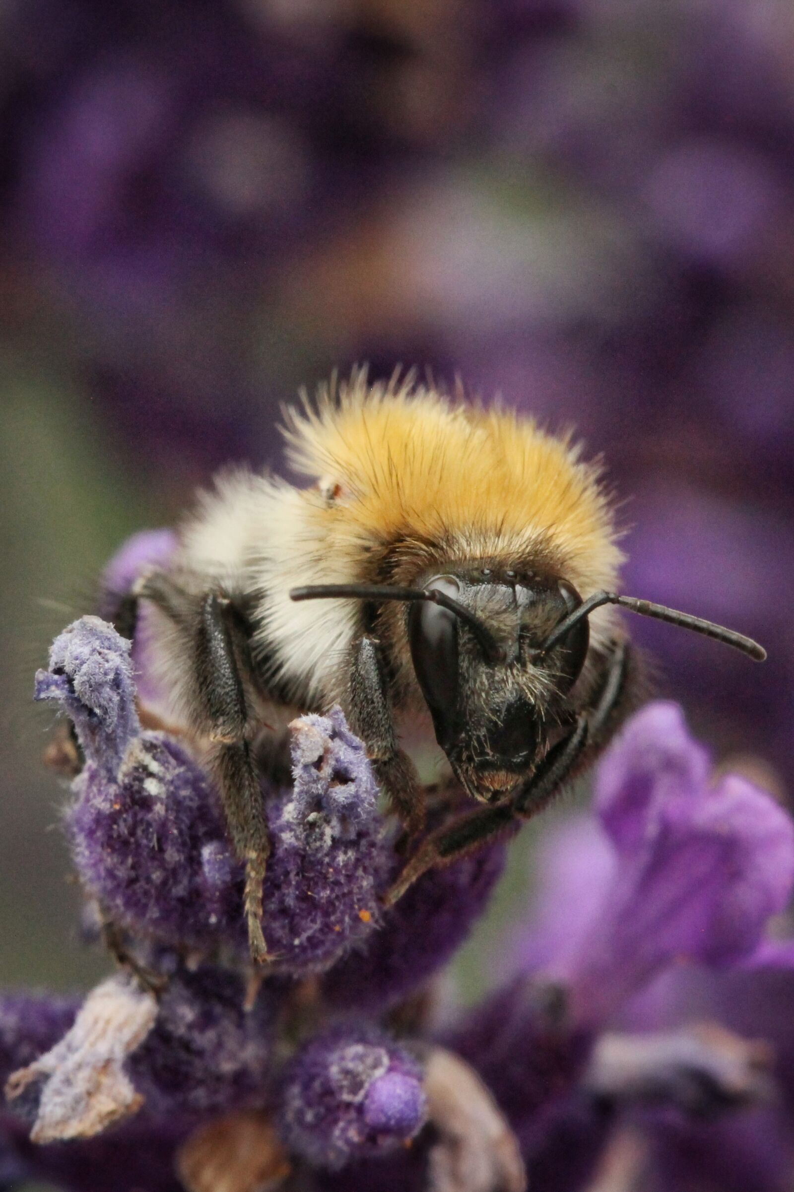 Canon EOS 60D + Canon EF 100mm F2.8 Macro USM sample photo. Hummel, wild bee, insect photography