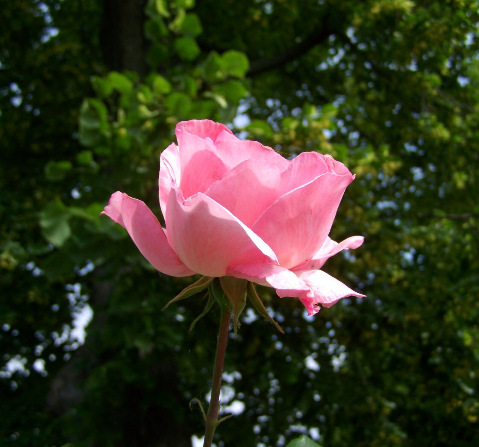 Kodak EASYSHARE ZD710 ZOOM DIGITAL CAMERA sample photo. Rose, pink, flower garden photography