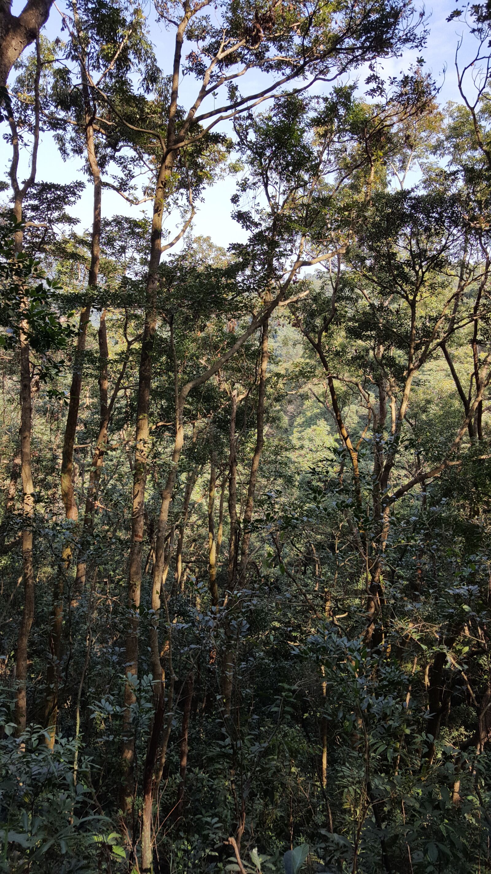Samsung Galaxy Note5 sample photo. Trees, taipo, hong kong photography