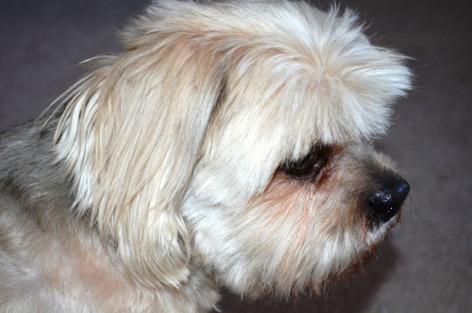 Nikon D5100 sample photo. Dog, pet, canine photography