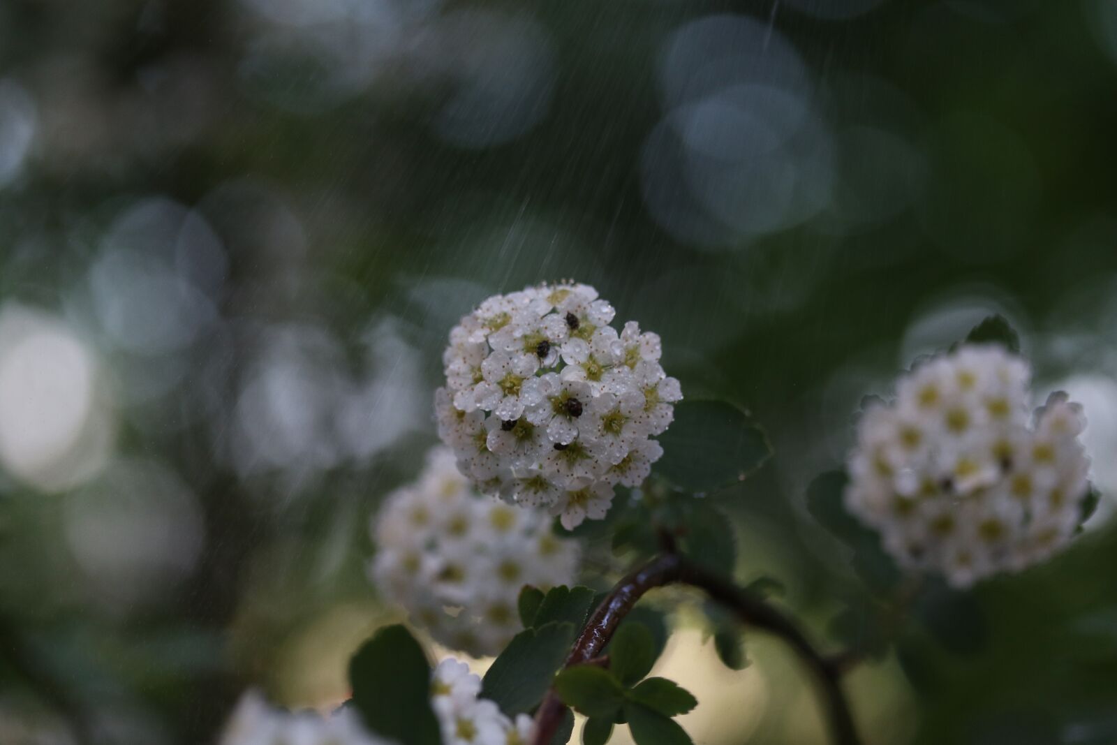 Canon EF-S 60mm F2.8 Macro USM sample photo. Flower, tree, spring photography