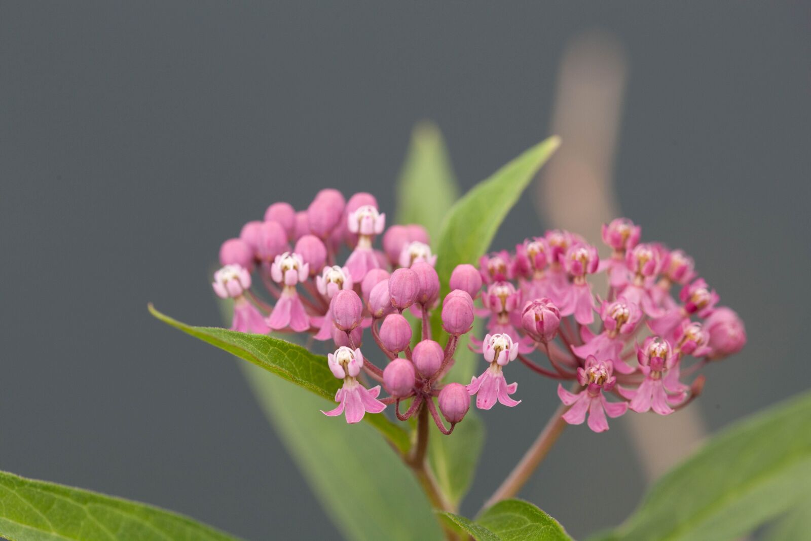 Canon EOS 5D Mark II sample photo. Swamp, milkweed, flower, bloom photography