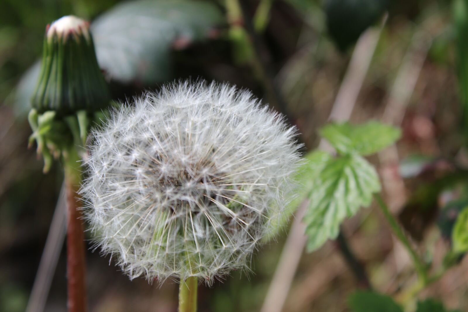 Canon EOS 600D (Rebel EOS T3i / EOS Kiss X5) sample photo. Dandelion, seeds, wild flower photography