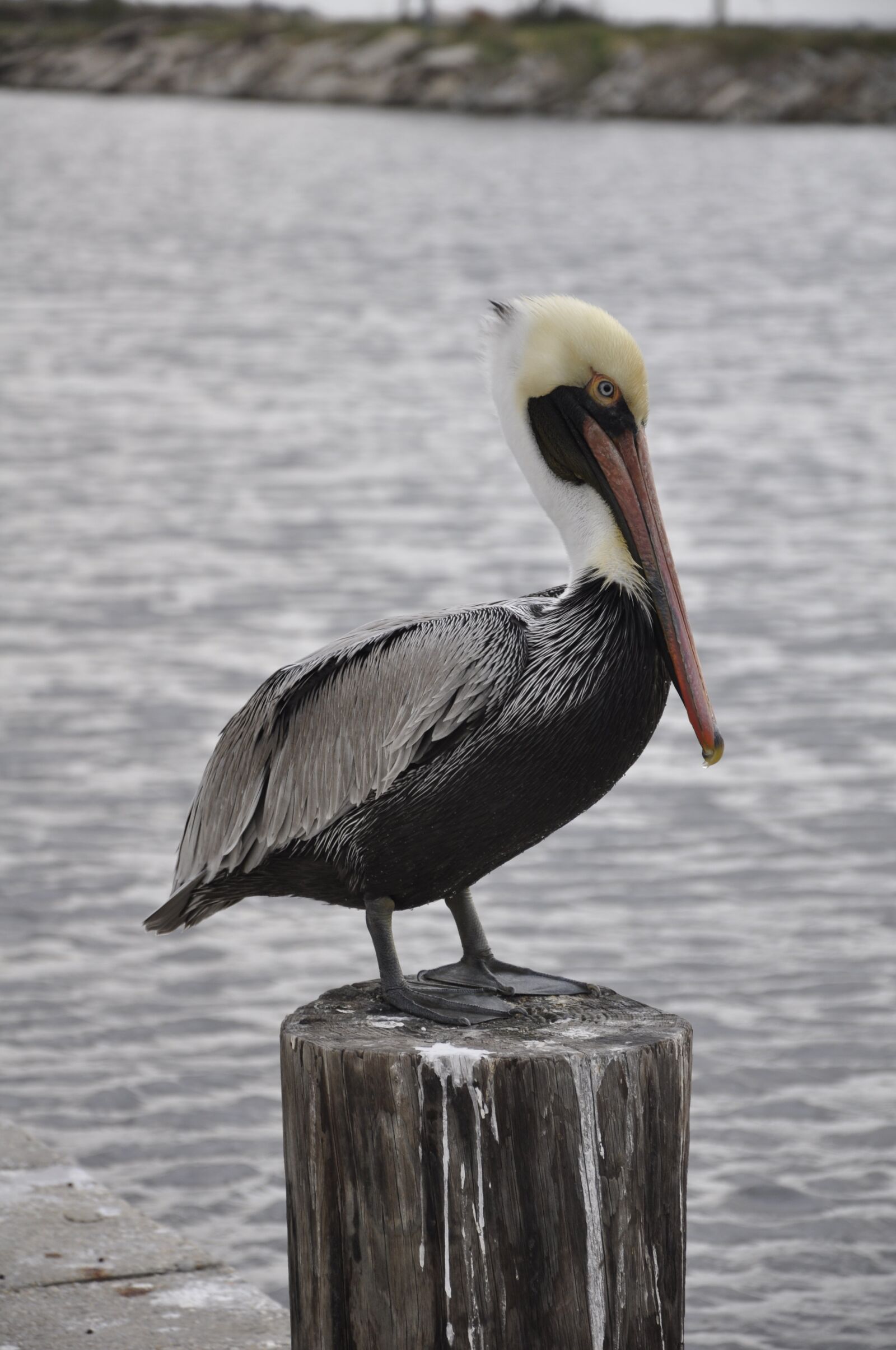 Nikon D90 sample photo. Animal, bird, pelican photography