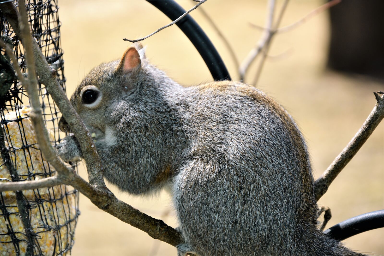 Nikon D7100 sample photo. Squirrel, young, furry photography