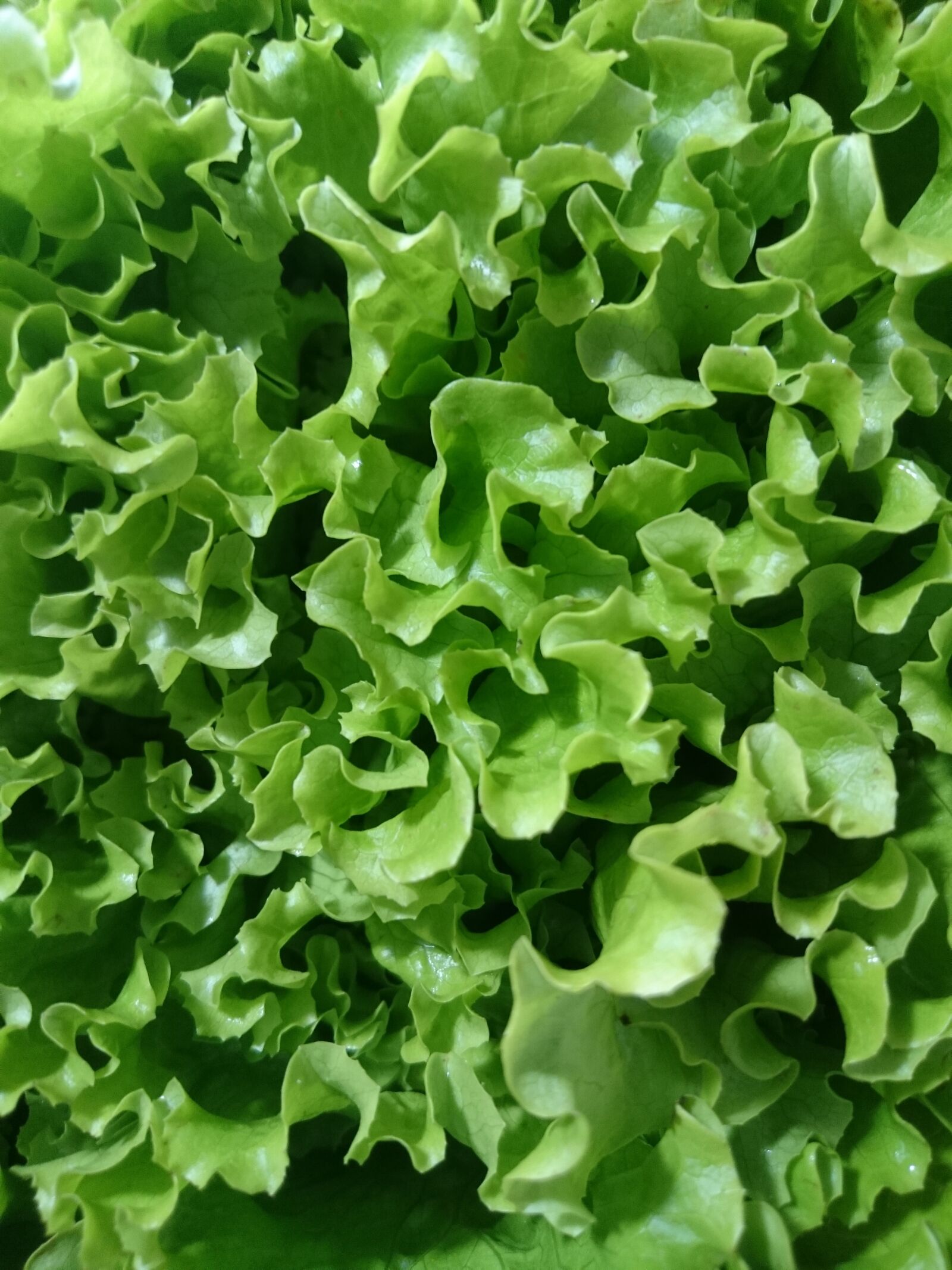 Sony Xperia Z3 Compact sample photo. Lettuce, green, diet photography