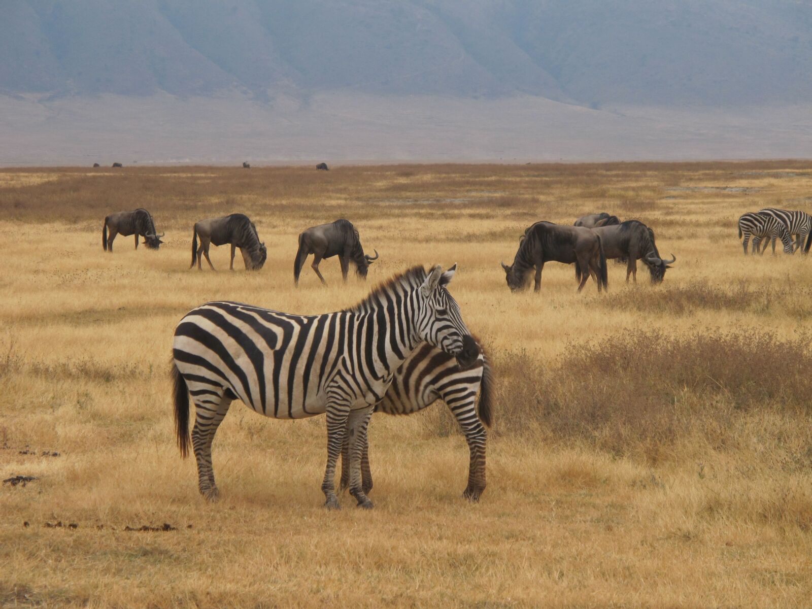 Canon PowerShot G11 sample photo. Zebra safari, ngorongoro, nature photography