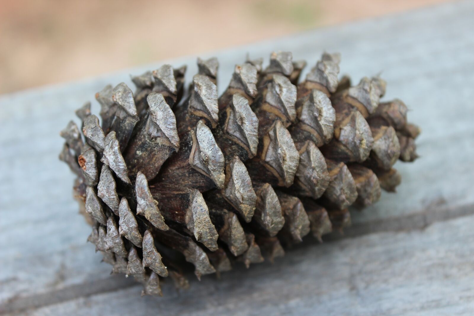 Canon EOS 600D (Rebel EOS T3i / EOS Kiss X5) sample photo. Pinecone, nature, tree photography