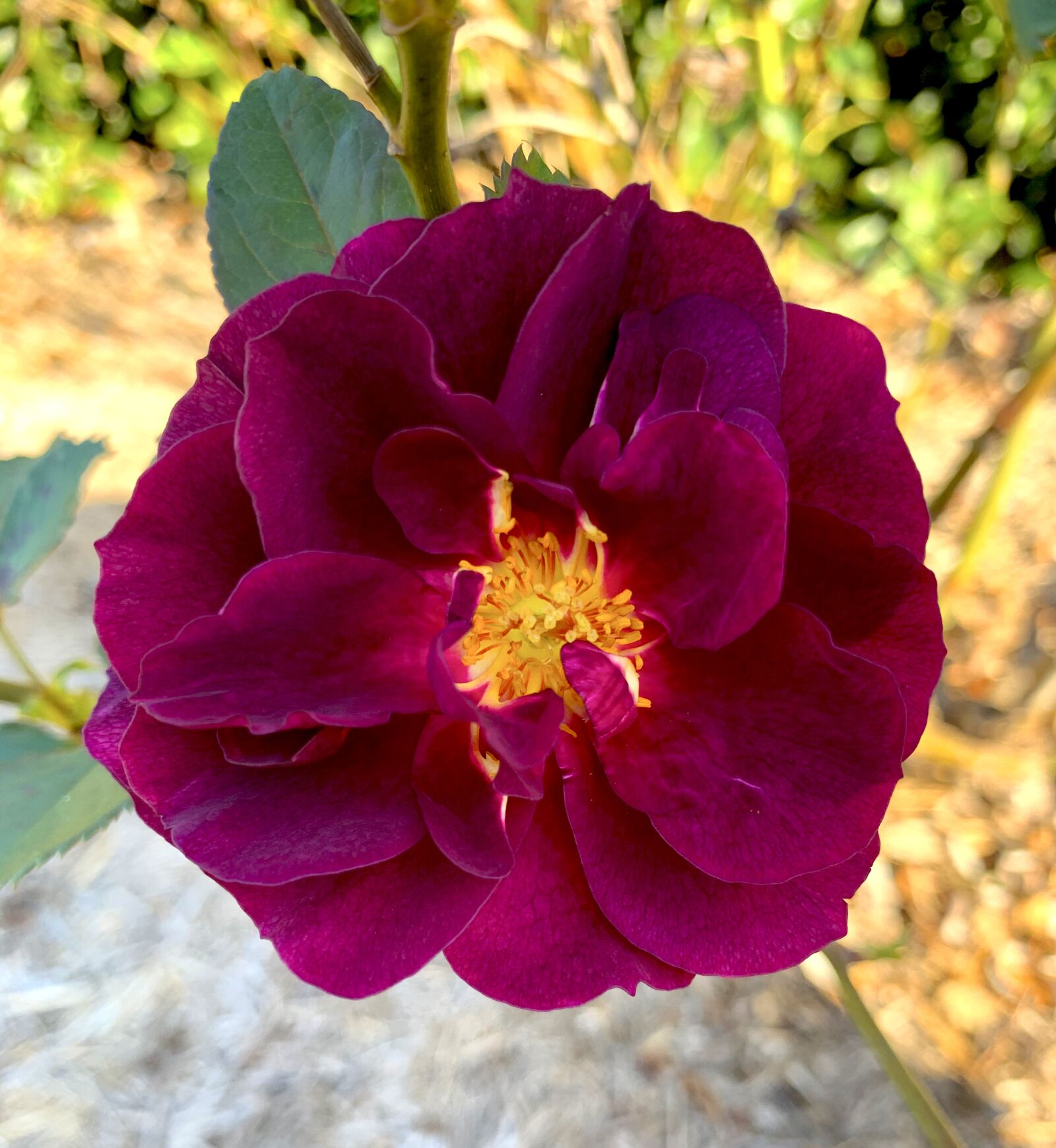 Apple iPhone XS sample photo. Purple, rose, plant photography
