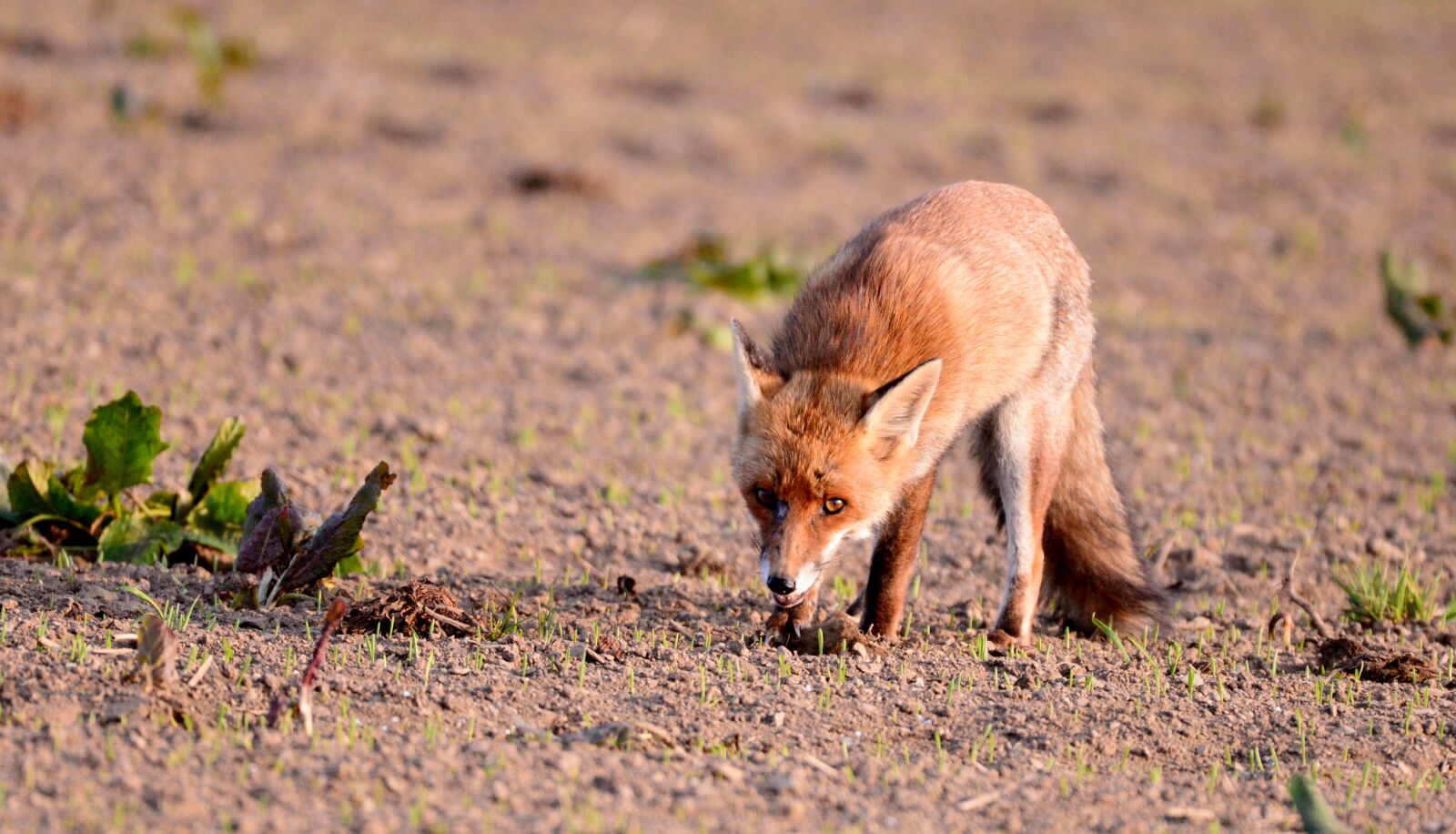Nikon D600 sample photo. Fox, predator, prey photography