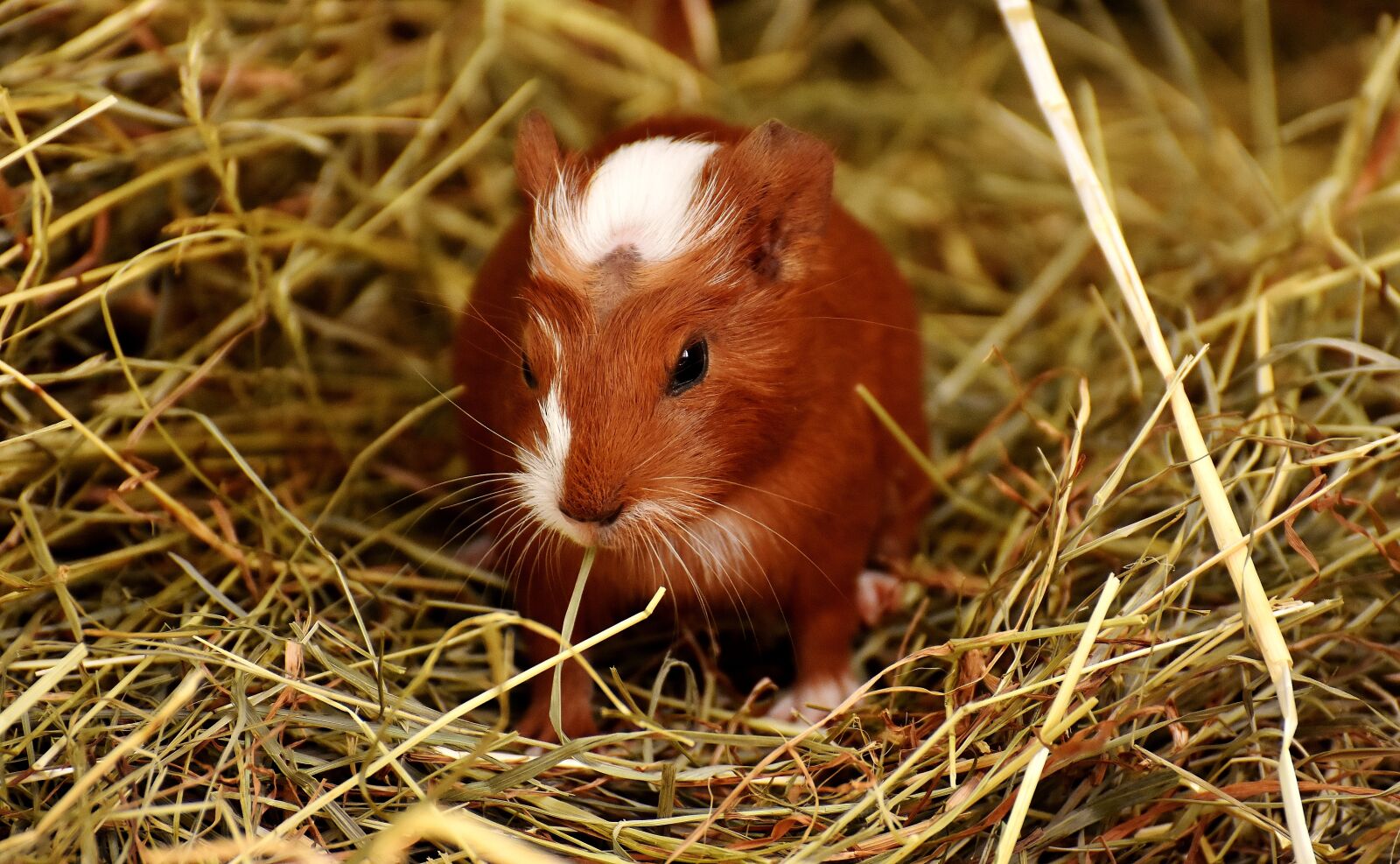Nikon D7200 sample photo. Guinea pig, animals, nager photography