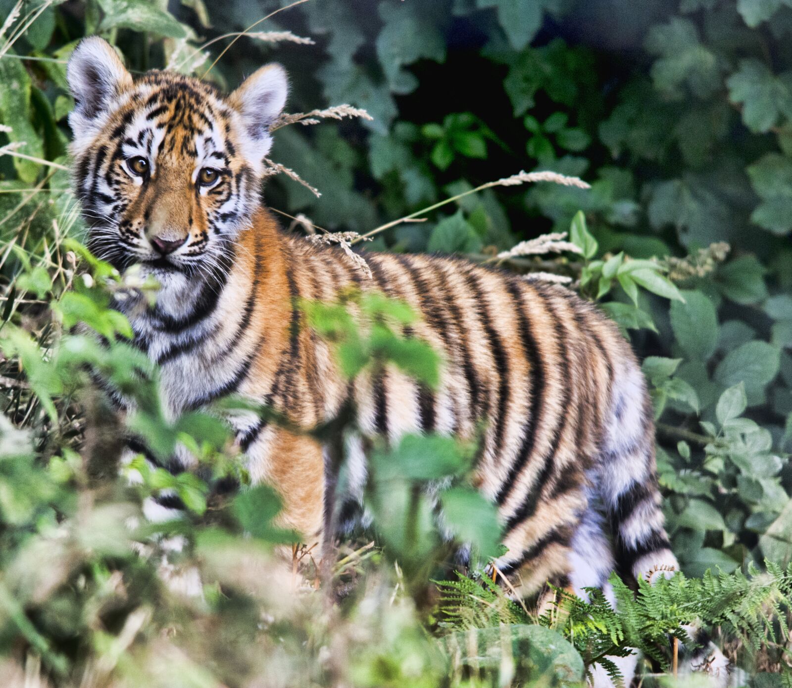 Nikon D5200 sample photo. Tiger, cub, wildlife photography