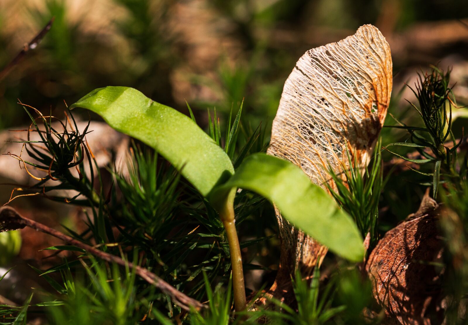 Canon EOS 70D sample photo. Seeds, forest, forest floor photography