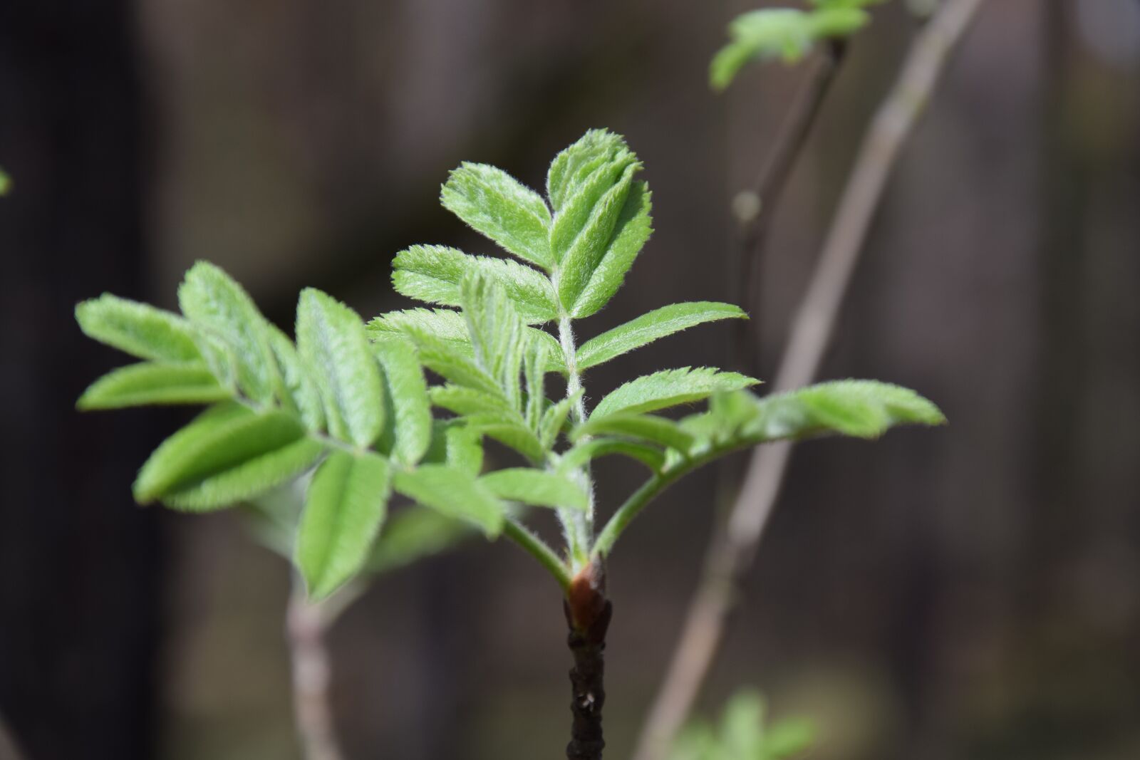 Nikon D5300 sample photo. Leaf, plant, nature photography