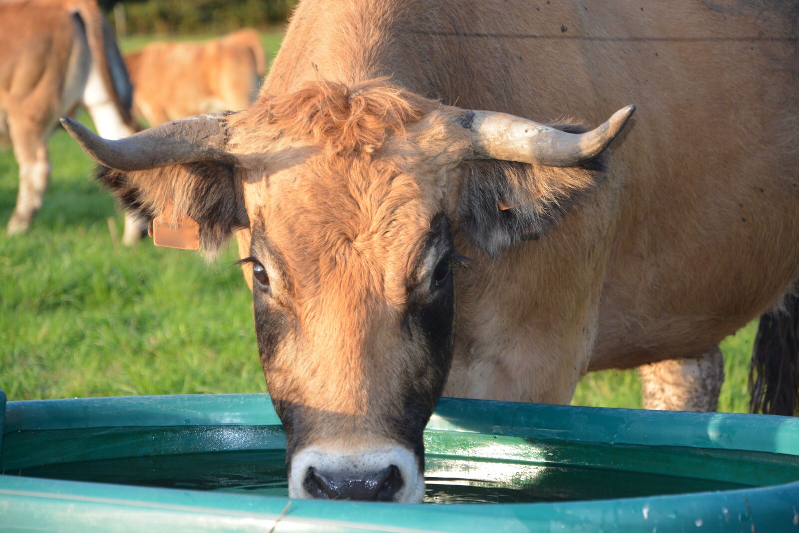 Nikon D5200 sample photo. Cow, cattle, ruminant photography
