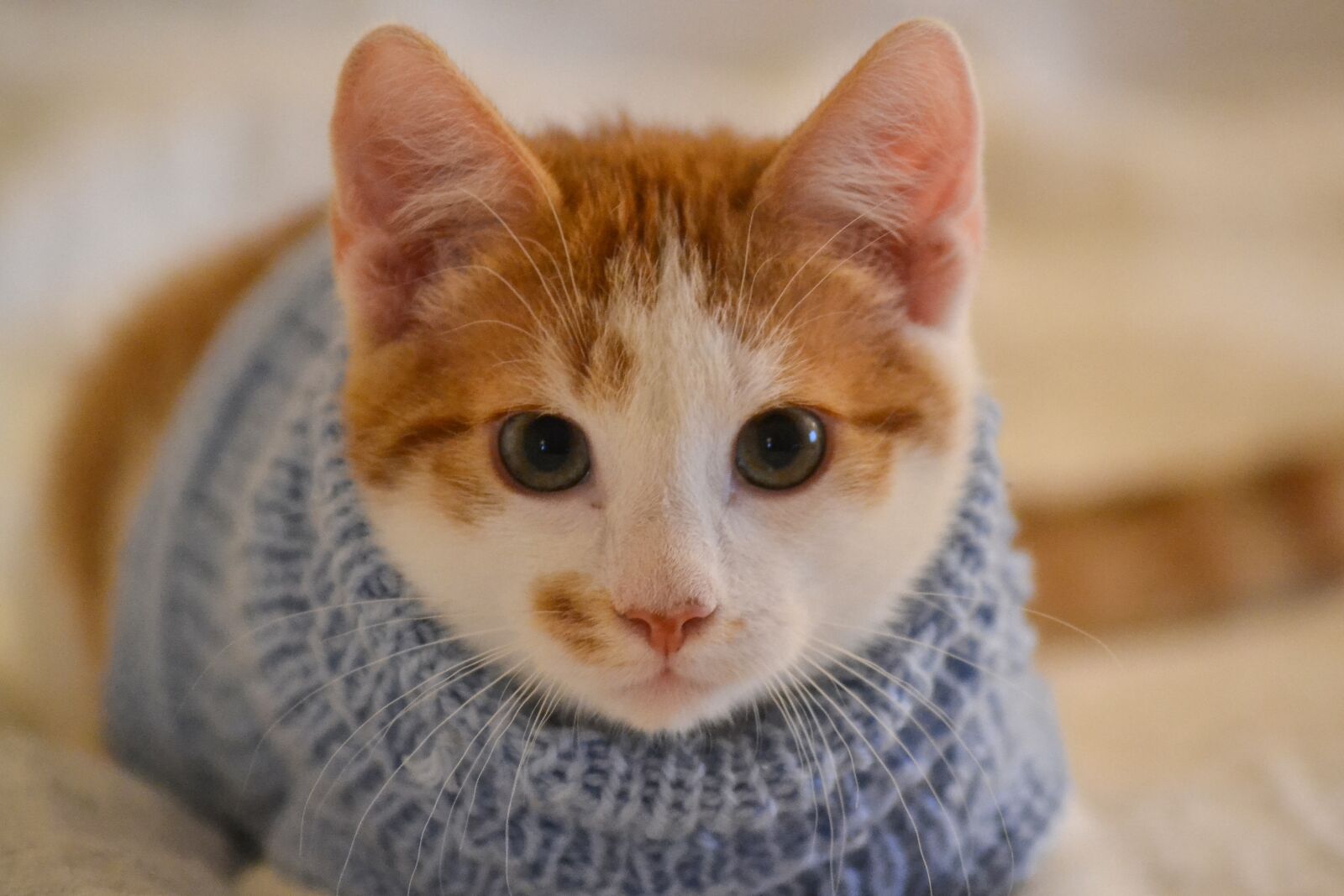 Nikon D3100 sample photo. Cat, kitten, pet photography