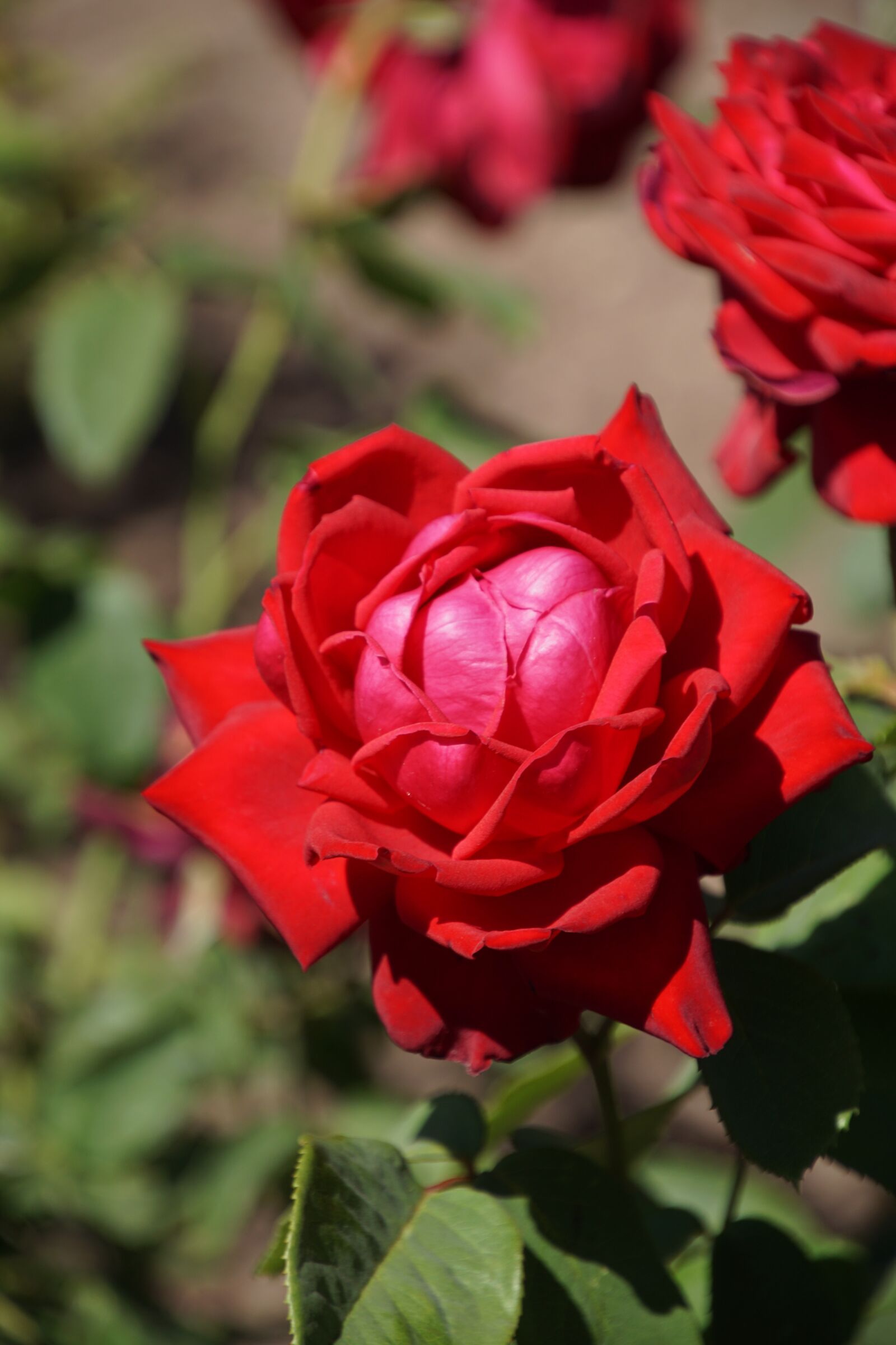 Tamron 16-300mm F3.5-6.3 Di II VC PZD Macro sample photo. Rose, burgundy 81, rosaceae photography