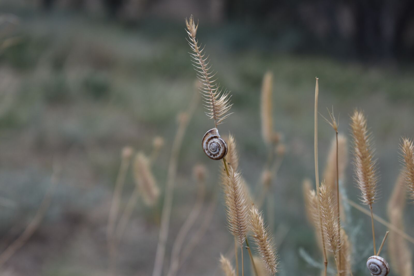 Nikon D3400 sample photo. Grass, dry, snail photography