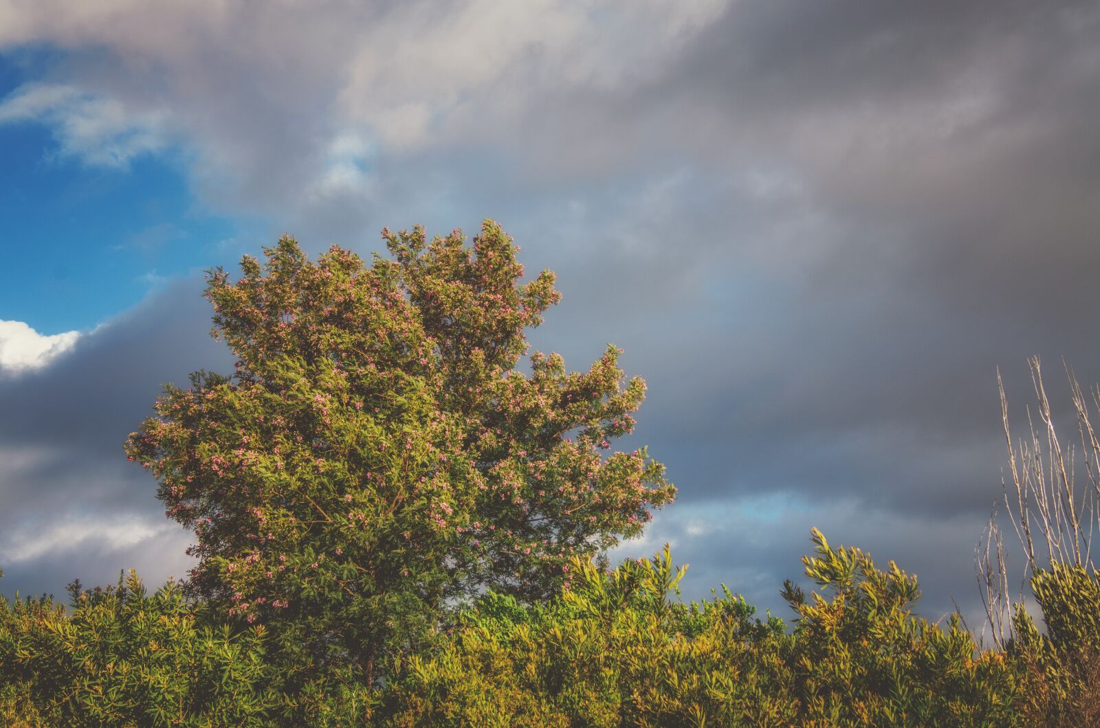 Nikon D7000 sample photo. Tree, sky, clouds photography