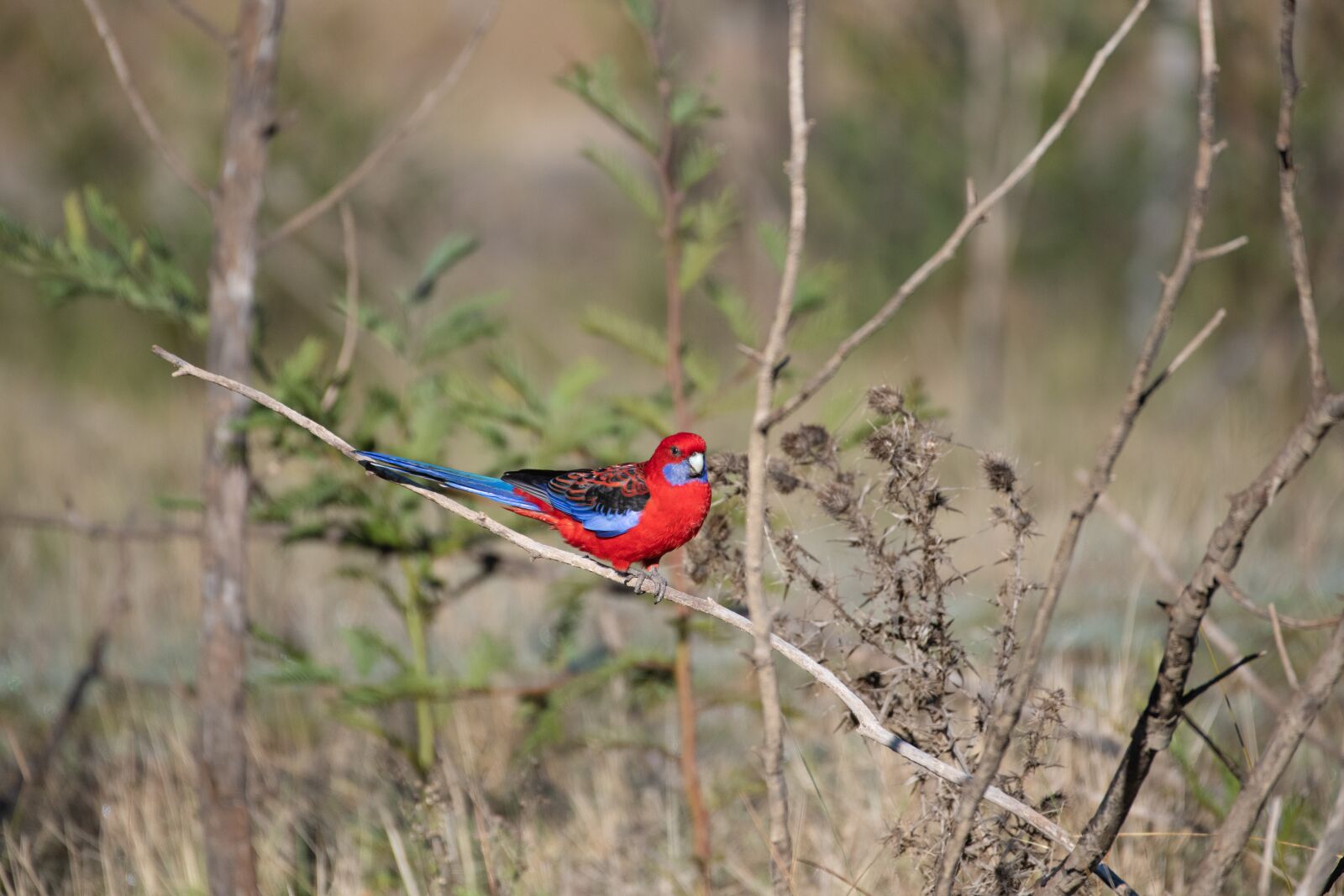 Nikon D850 sample photo. Crimson rosella, platycercus, elegans photography