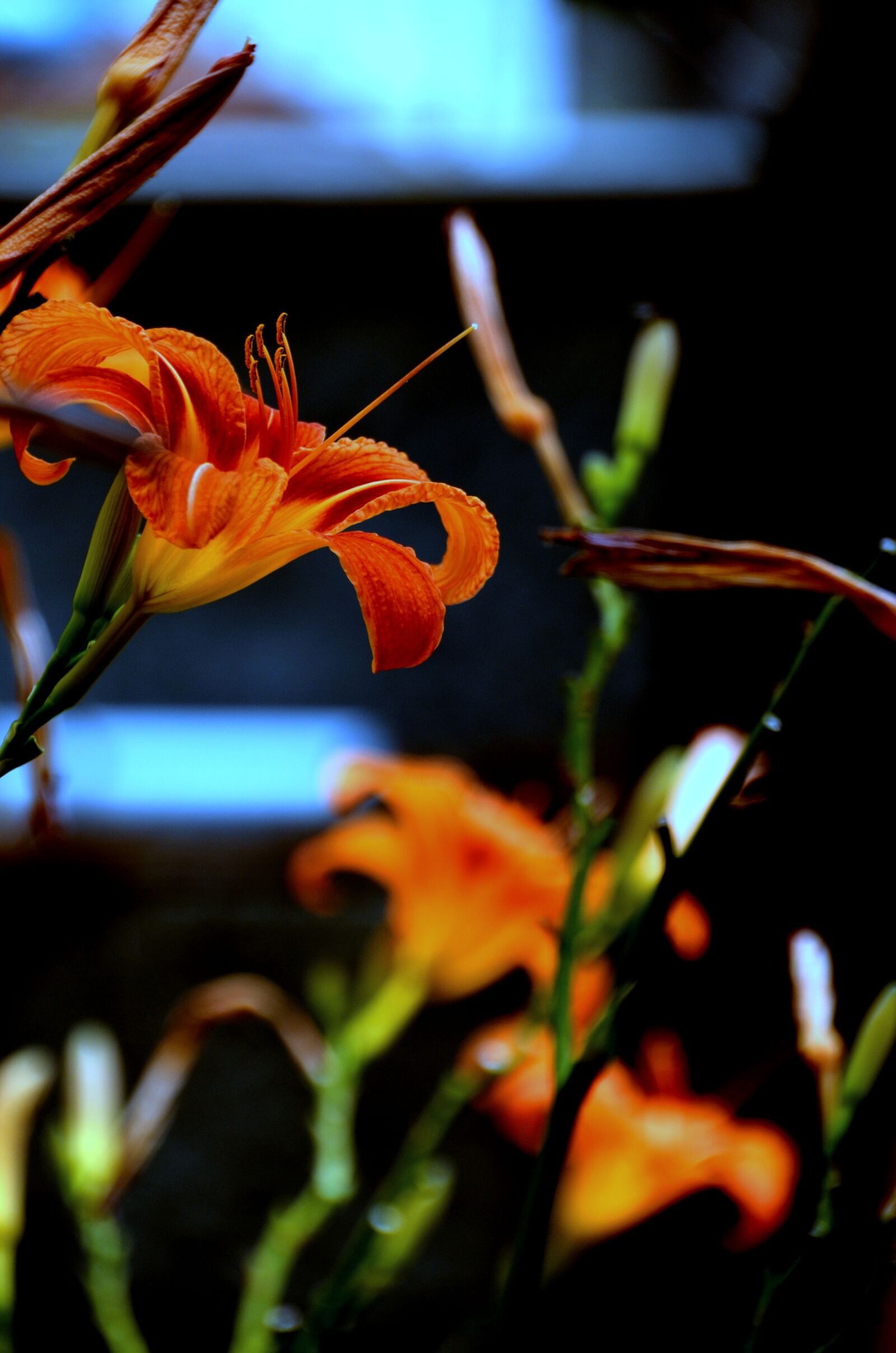Nikon D5100 sample photo. Flower, nature, plant photography