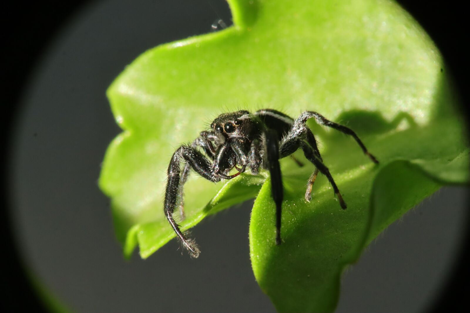 Canon EF-M 15-45mm F3.5-6.3 IS STM sample photo. Arachnid, insect, spider photography