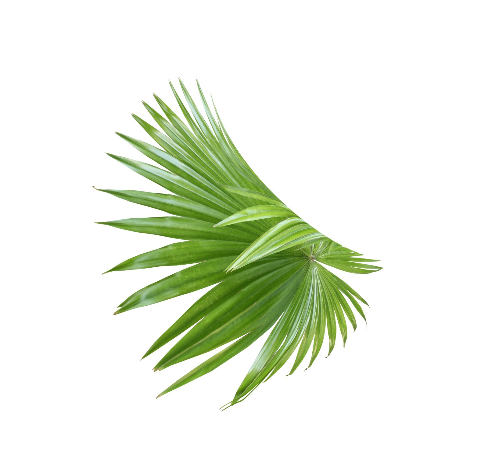 Canon EOS 700D (EOS Rebel T5i / EOS Kiss X7i) sample photo. Palm, leaf, foliage photography
