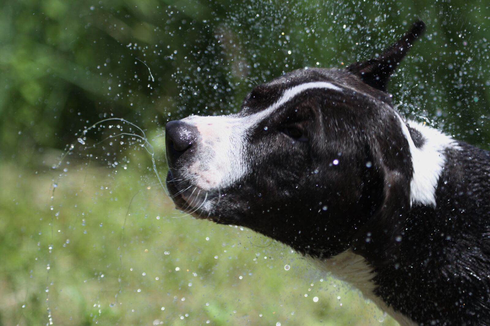 Canon EOS 50D sample photo. Dog, wet, water photography