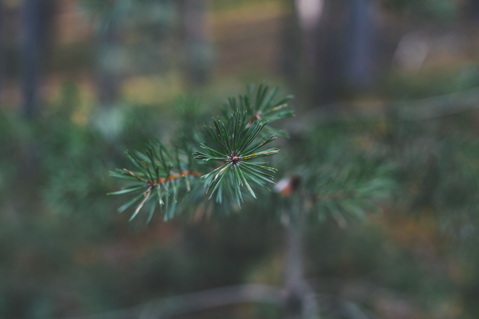 Canon EOS 5D Mark III sample photo. Pine, nature, forest photography