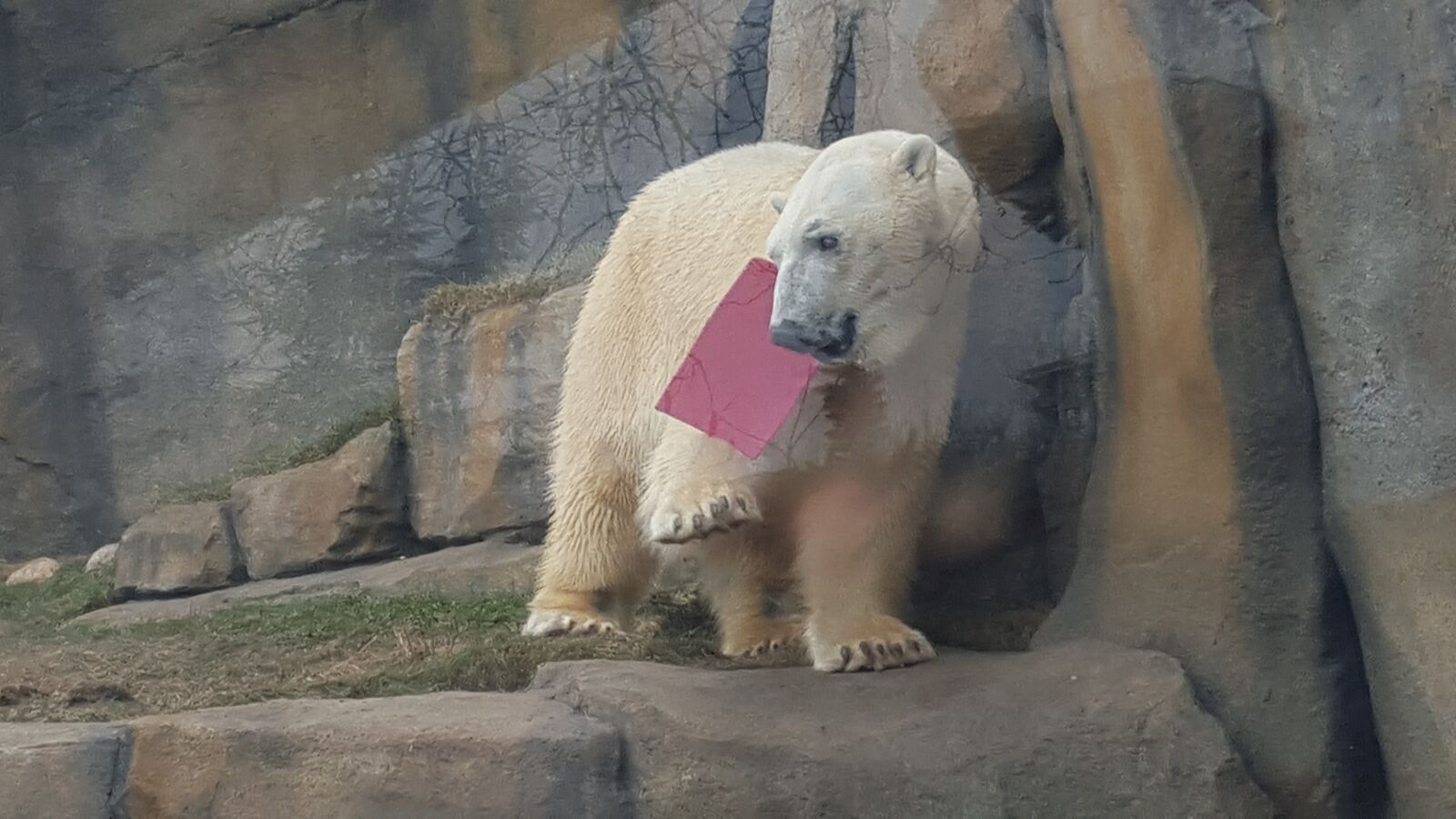 Samsung Galaxy S6 sample photo. Bear, polar, chicago photography