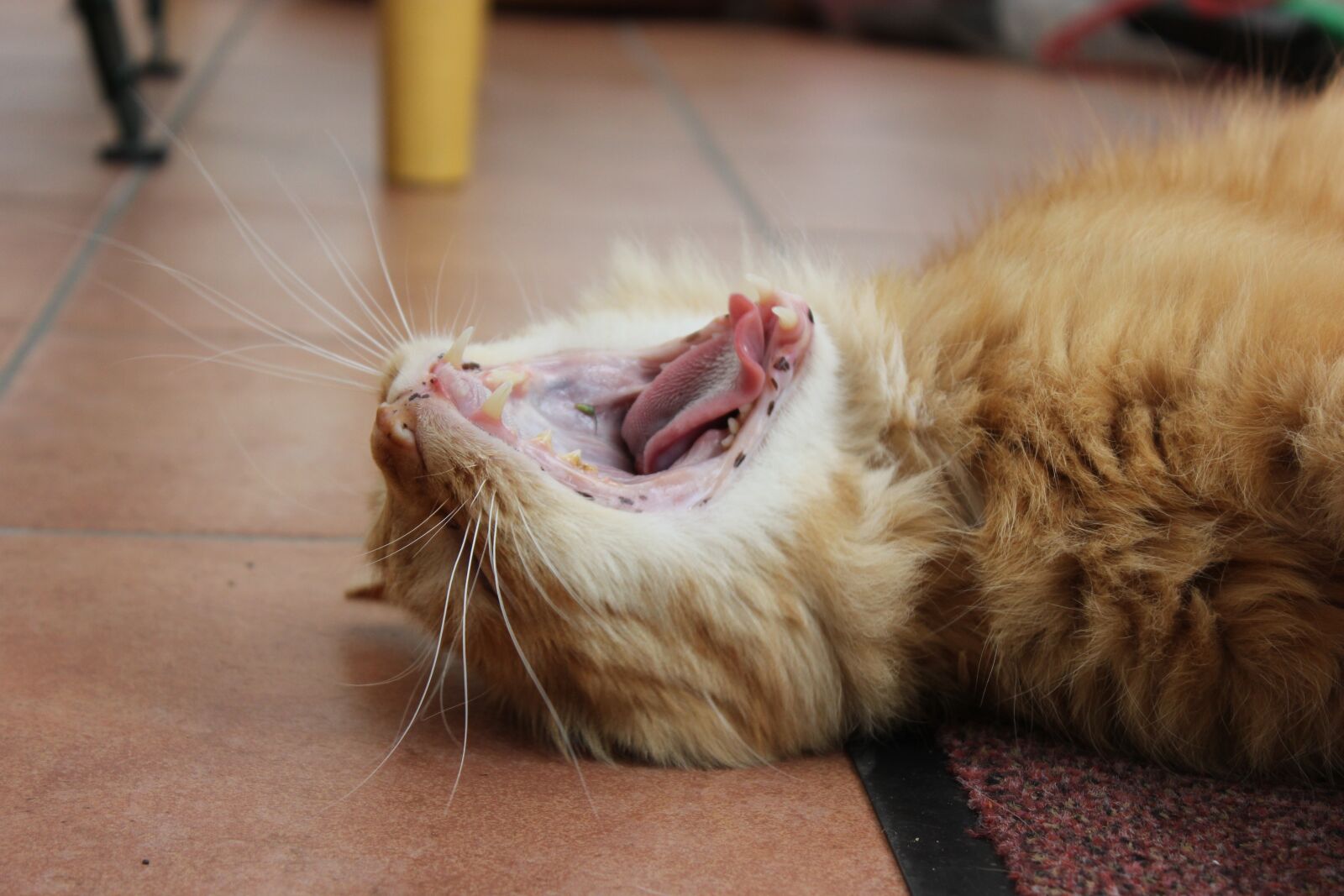 Canon EOS 550D (EOS Rebel T2i / EOS Kiss X4) sample photo. Tired, cute, cat photography