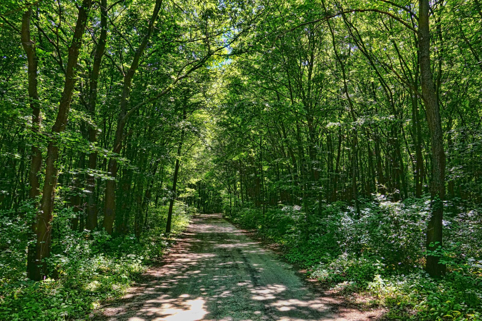 Sony a6000 sample photo. Deciduous forest, forest path photography