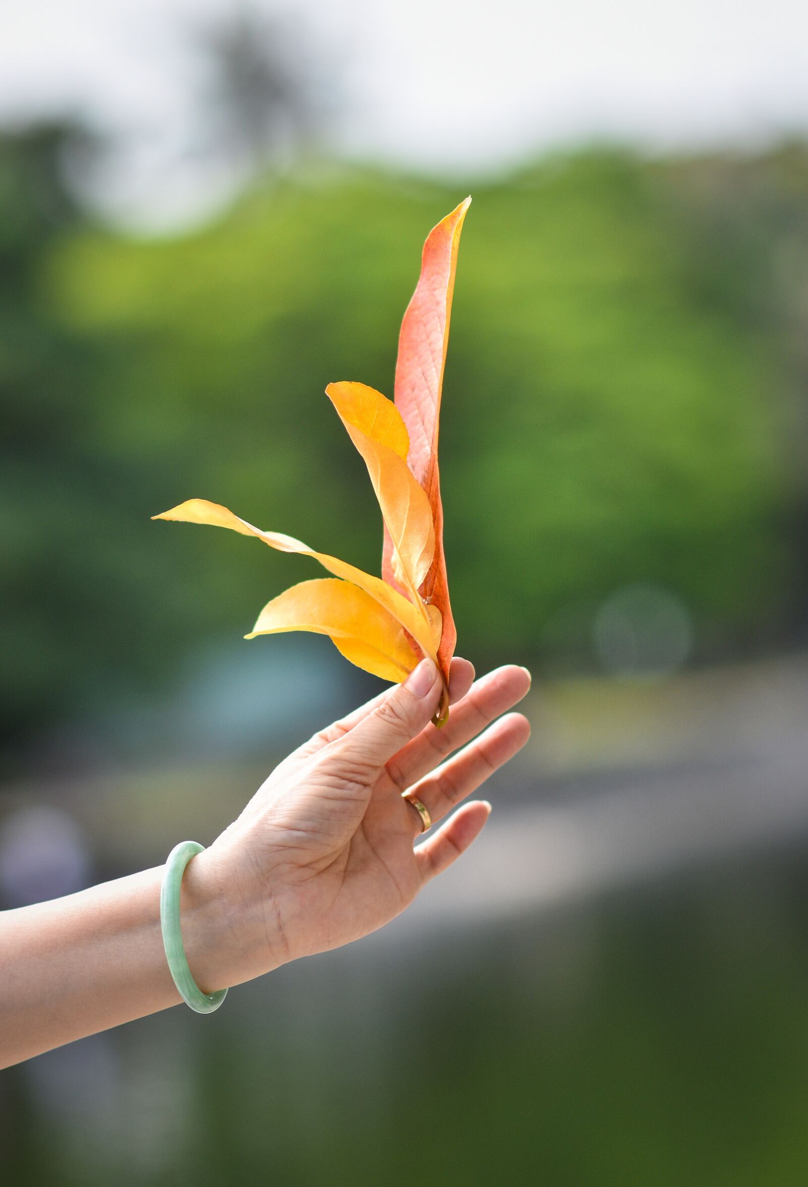 Nikon D7200 sample photo. Golden leaves, autumn, hand photography