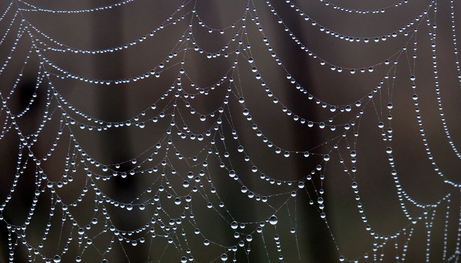 Canon EOS 700D (EOS Rebel T5i / EOS Kiss X7i) + Canon EF 85mm F1.8 USM sample photo. Spider web, drops, dew photography