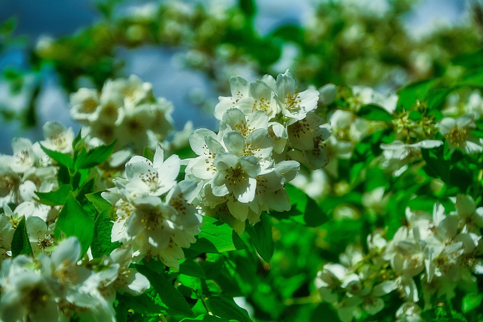 Nikon D7100 sample photo. Shrub, shrubs, nature photography