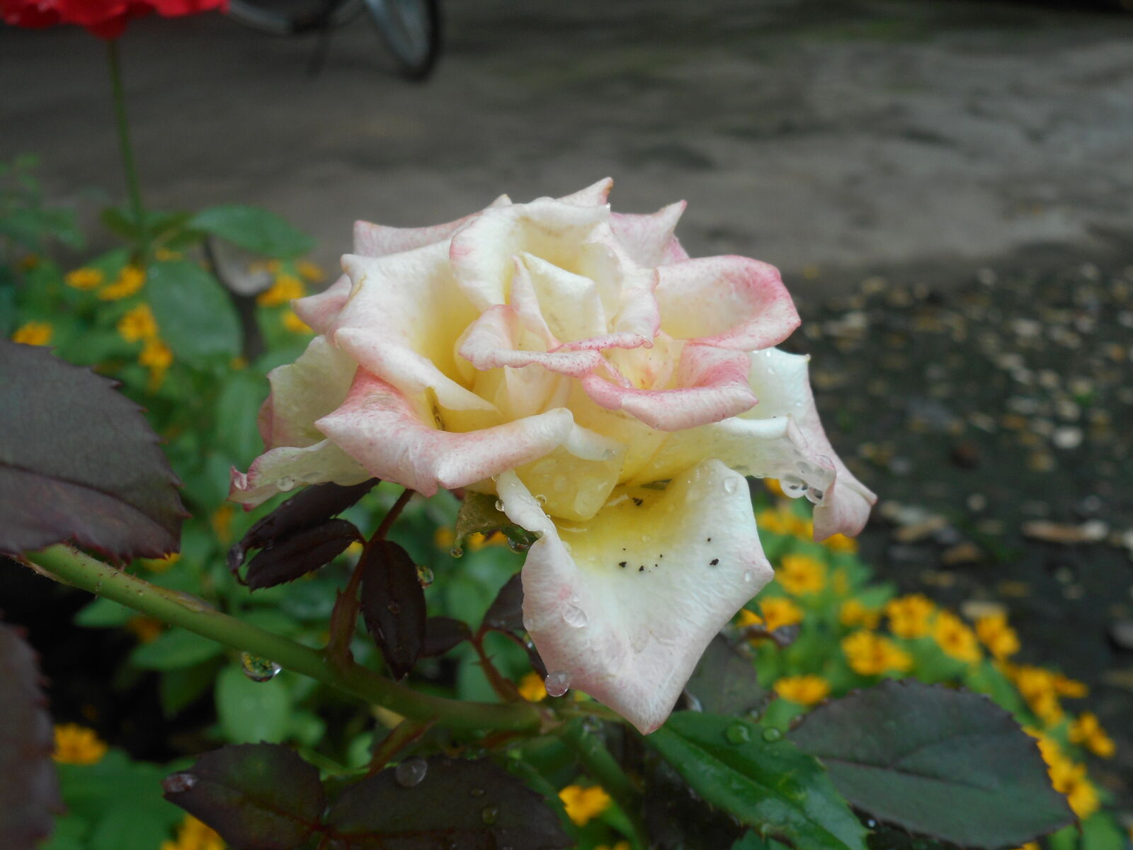 Nikon Coolpix S3700 sample photo. Beautiful, flowers, rose, white photography