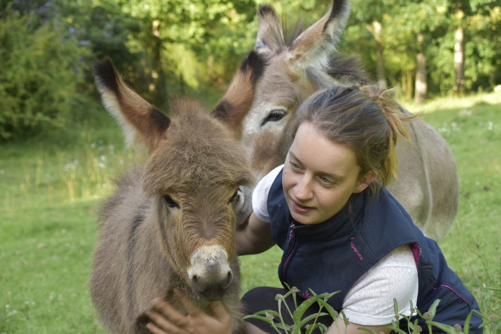 Nikon D5600 sample photo. Donkey, donkey miniature, small photography