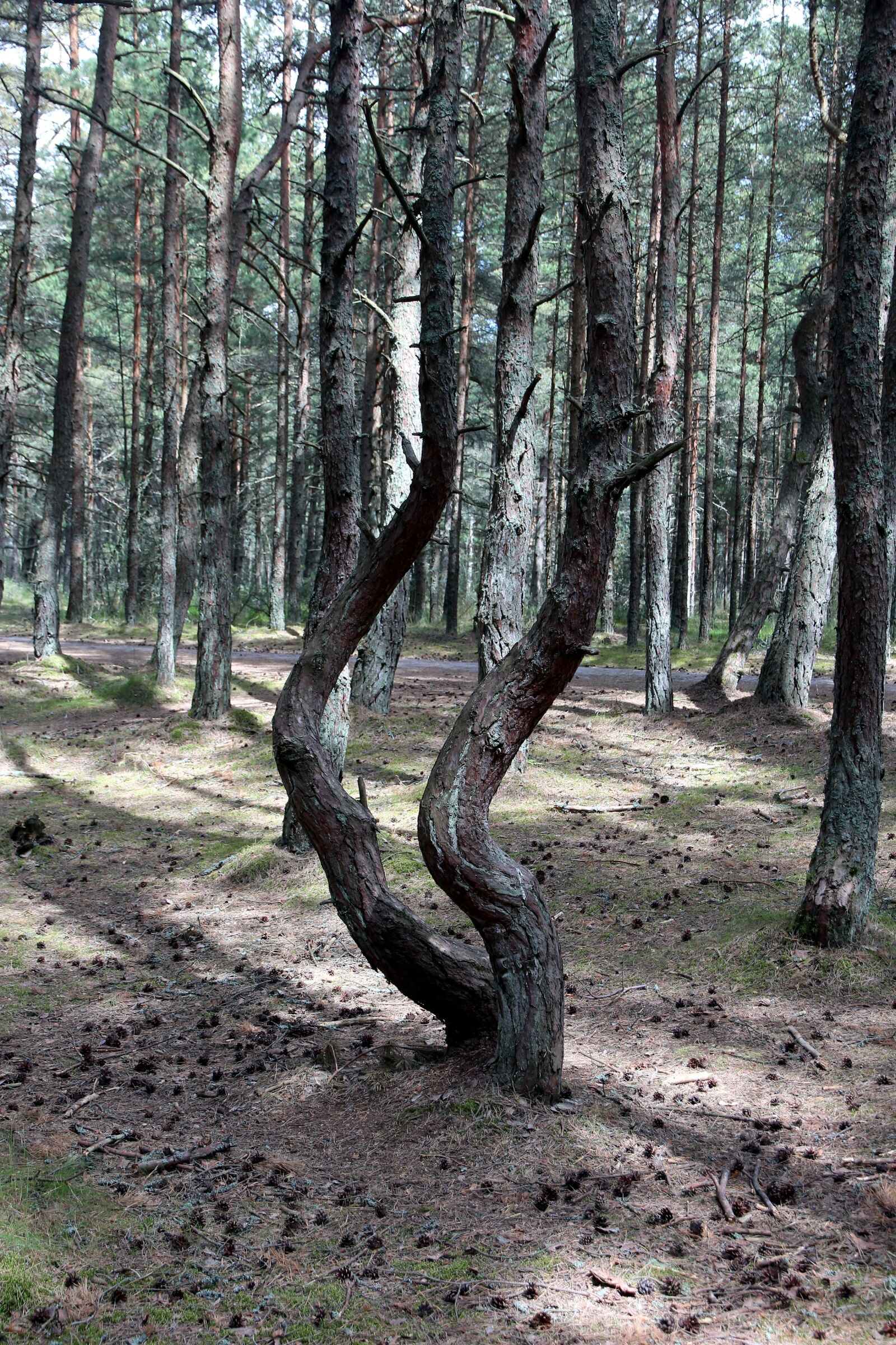 Canon EOS 650D (EOS Rebel T4i / EOS Kiss X6i) sample photo. Forest, coniferous forest, nature photography