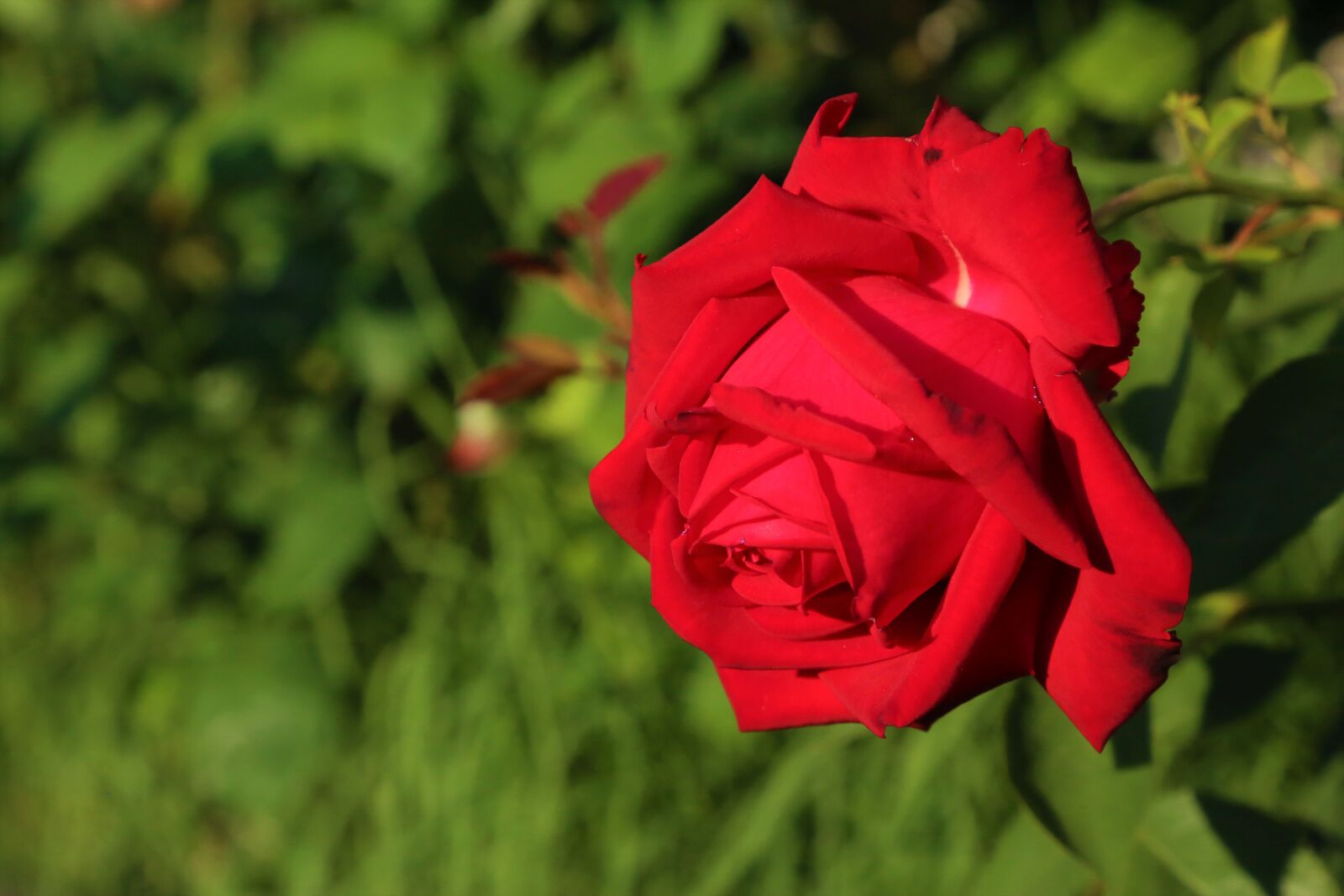 Canon EF 24-105mm F4L IS USM sample photo. Rose, flower, nature photography