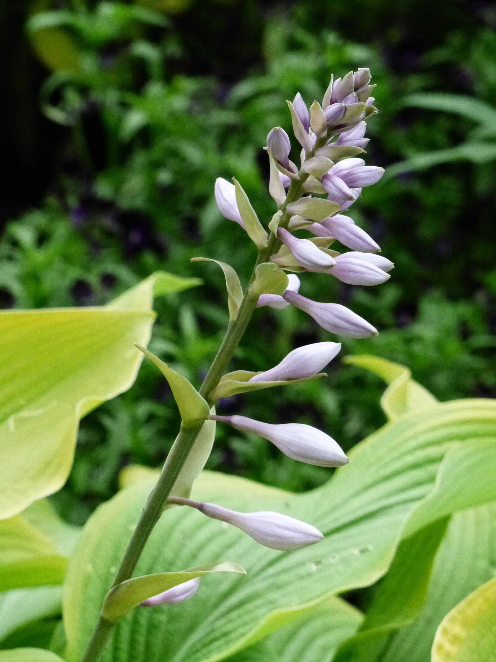 Panasonic Lumix DMC-FZ200 sample photo. Cough, plant, flower photography