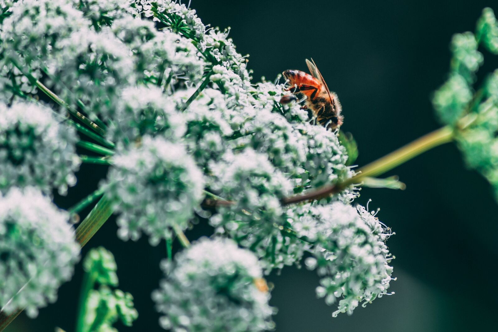 Nikon D3300 sample photo. Insect, nature, bloom photography