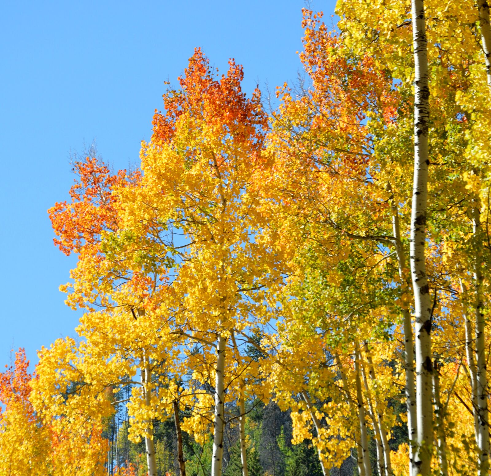 Nikon D3200 sample photo. Aspen, fall, color photography
