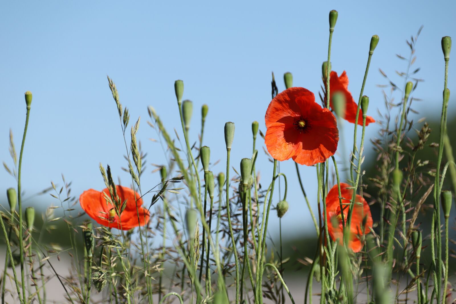 Canon EOS M50 (EOS Kiss M) sample photo. Poppy, flower, nature photography