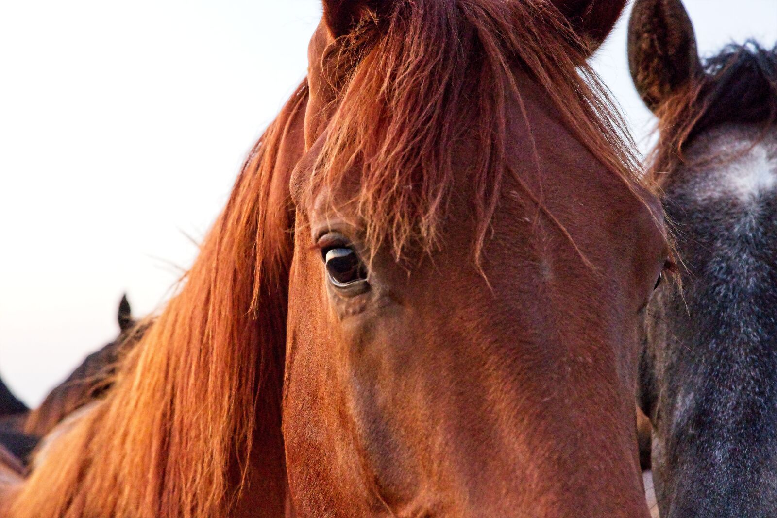 Canon EOS 6D Mark II sample photo. Horse, horsehead, eye photography